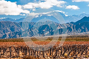 Volcano Aconcagua and Vineyard, Argentine province of Mendoza