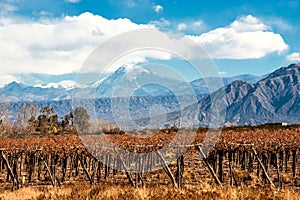 Volcano Aconcagua and Vineyard, Argentine province of Mendoza photo