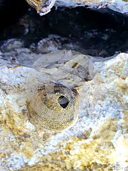 Volcano Barnacle These smooth barnacles appear on the rocky shores