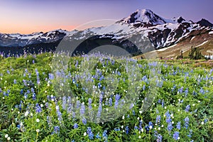 Volcano and blue flowers at sunrise