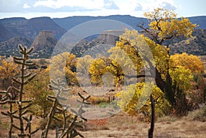 Volcano Cones Cactus Yellow Tree Mountains