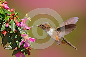 Volcano Hummingbird, animal Pink flowers with bird. in the nature habitat, mountain tropical forest, wildlife from Costa Rica.