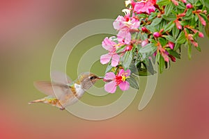 Volcano Hummingbird, animal Pink flowers with bird. in the nature habitat, mountain tropical forest, wildlife from Costa Rica.