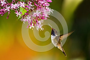 Volcano Hummingbird, hovering next to pink flower in garden, bird from mountain tropical forest, Savegre, Costa Rica photo