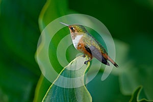Volcano Hummingbird, Selasphorus flammula, female of small bird on the green leaves, animal in the nature habitat, mountain tropic