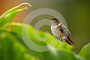 Volcano Hummingbird, Selasphorus flammula, small bird in the green leaves, animal in the nature habitat, mountain tropic forest