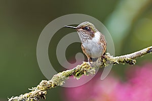 Volcano Hummingbird - Selasphorus flammula very small hummingbird which breeds only in the mountains of Costa Rica and Chiriqui,