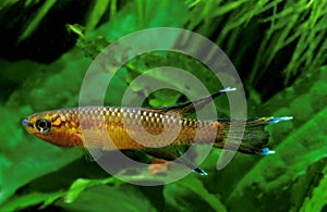 Volcano Killifish, aphyosemion volcanum, Adult photo