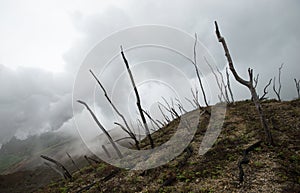 Volcano landscape, dead forest scenery