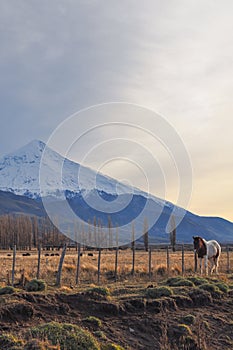 Volcano Lanin, Patagonia, Neuquen