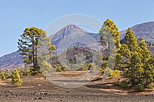 Volcano with pine forest on slopes