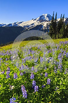 Volcano and purple flowers