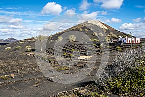 Volcanoe landscape in Lanzarote