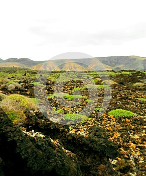 Volcanoes behind a lava field with moose.