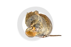 Vole eating from hazelnut