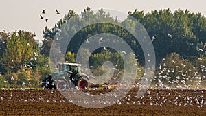 Volery of seagulls at a field
