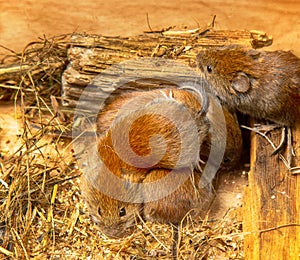 Voles can be in same nest without aggression photo