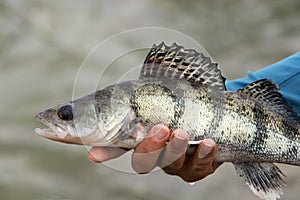 Volga pikeperch  Sander volgensis  from Lake Balaton photo