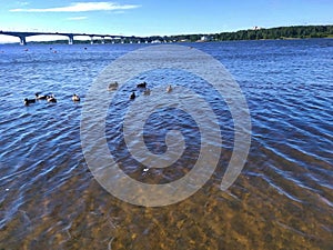 Volga river and highway bridge with ducks in Kostroma, Russia