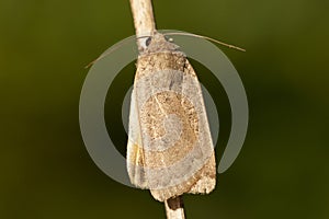 Volgeling, Lesser Yellow Underwing, Noctua comes