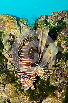 Volitan Lionfish