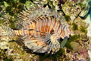 Volitan Lionfish in Aquarium