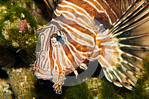 Volitan Lionfish Portrait in Aquarium