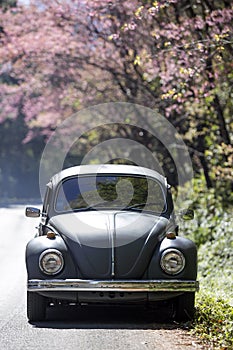 Volkswagen Beetle on the side road near prunus cerasoides tree