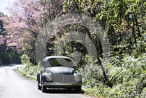 Volkswagen Beetle on the side road near prunus cerasoides tree