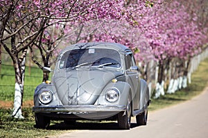 Volkswagen Beetle on the side road near prunus cerasoides tree