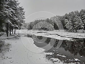 Vologda Forest in Winter Season