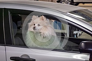 A Volpino Italiano or Volpino inside a car. An Italian breed of dog of Spitz type.