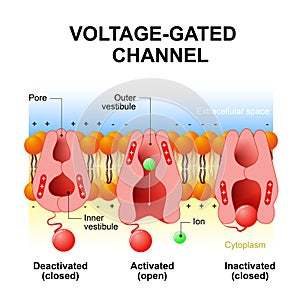 Voltage-gated channels