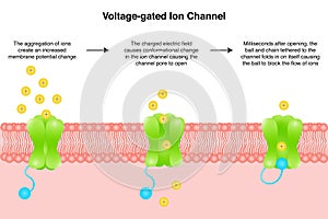 Voltage-gated ion channel vector illustration diagram