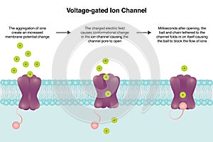 Voltage-gated ion channel vector illustration diagram