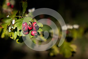 Volterra, Pisa, Italy - November 1, 2017: Rosehip berries walking from Saline to Volterra hills