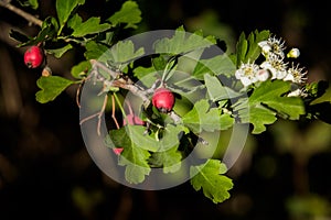 Volterra, Pisa, Italy - November 1, 2017: Red berries walking fr