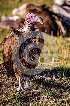 Volture in Masai Mara