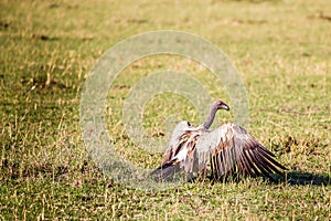 Volture in Masai Mara