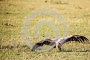 Volture in Masai Mara