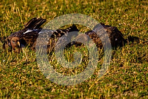Voltures in Masai Mara