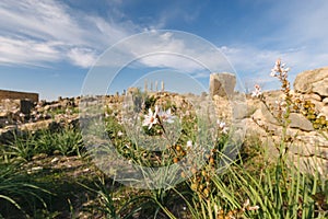 Volubilis and white flower, Fes - Meknes, Morocco