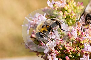 Volucella bombylans fly gathering nectar from oregano flower
