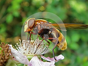 Volucella fly feeding on flower