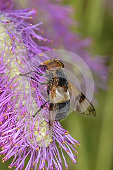 Volucella pellucens the pellucid fly or large pied-hoverfly on Sanguisorba â€žScapino