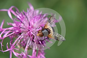 Volucella pellucens sedí a stojí na červenej ďateline a snaží sa nájsť niečo sladké