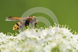 Volucella zonaria, hornet mimic hoverfly,