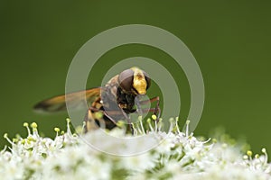 Volucella zonaria, hornet mimic hoverfly,