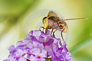 Volucella zonaria, hornet mimic hoverfly, feeding on purple Buddleja davidii