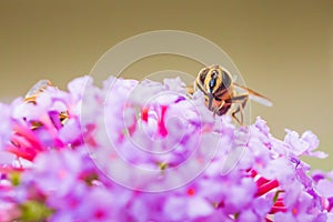 Volucella zonaria, hornet mimic hoverfly, feeding on purple Buddleja davidii
